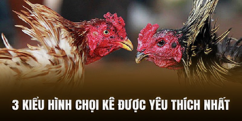 Ba kiểu hình chọi kê được yêu thích nhất