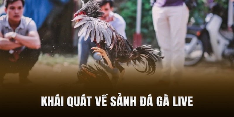 Khái quát về sảnh đá gà live
