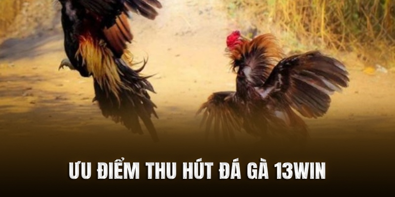 Ưu điểm thu hút hàng ngàn hội viên tham gia đá gà 13WIN